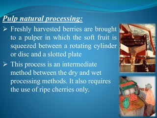  Freshly harvested berries are brought
to a pulper in which the soft fruit is
squeezed between a rotating cylinder
or disc and a slotted plate
 This process is an intermediate
method between the dry and wet
processing methods. It also requires
the use of ripe cherries only.
Pulp natural processing:
 