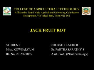 COLLEGE OF AGRICULTURAL TECHNOLOGY
Affiliated to Tamil Nadu Agricultural University, Coimbatore
Kullapuram, Via Vaigai dam, Theni-625 562
JACK FRUIT ROT
STUDENT COURSE TEACHER
Miss. KOWSALYA M Dr. PARTHASARATHY S
ID. No. 2015021065 Asst. Prof., (Plant Pathology)
 