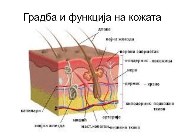 Koza