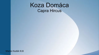 Koza Domáca
Capra Hircus

Marko Hudák IX.B
¯_(ツ)_/¯

 
