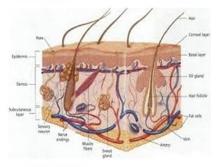 Koza i koznitvorvini