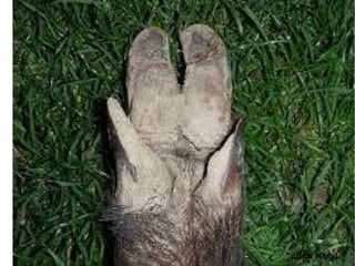 Koza i koznitvorvini