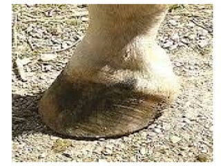 Koza i koznitvorvini