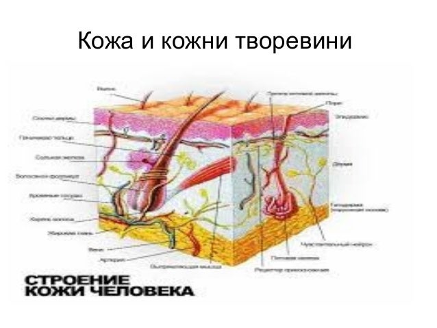 Koza i koznitvorvini