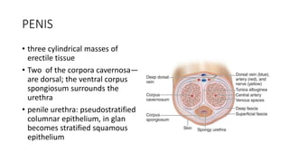 [KP 1.3.5.5] Histologi Genitalia Pria.pptx