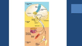 [KP 1.3.2.7] Fungsi Sistem Saraf Sensorik.pptx