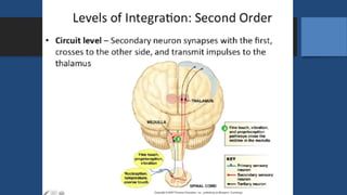[KP 1.3.2.7] Fungsi Sistem Saraf Sensorik.pptx