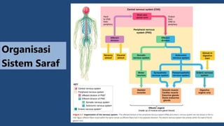 [KP 1.3.2.7] Fungsi Sistem Saraf Sensorik.pptx