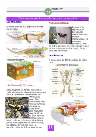 Tout savoir sur les amphibiens et les reptiles
Les Urodèles
Il existe plus de 300 espèces de cette
même race.
• La Salamandre Terrestre :
Elles peuplent les forêts, les régions
vallonnées ou les plaines notamment en
Europe centrale et méridionales de
l’Afrique du
Nord. Elles
vivent dans des
milieux humides
et à coté de
cours d’eau.
Elles mesurent
jusqu’à 30 cm
au plus, elles se
distinguent par
leurs couleurs noires avec des tâches
jaune. Elles rejettent un venin laiteux,
qui attaque le nez, les yeux, la
bouche… elles sont donc venimeuses.
• Le Triton Alpestre :
Ils sont très
répandus en
Europe. Ils
vivent dans des
milieux
montagneux. Ils
mesurent
environ 11 cm.
Ils ont le dos gris, le ventre rouge et des
tâches noires sur tout le corps. Ils ne
sont pas venimeux.
Les Anoures
Il existe plus de 2500 espèces de cette
race.
­Léa Bénézech­
10
Nature
 