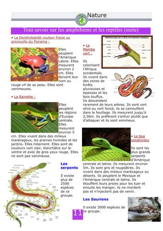 • La Dendrobatidé couleur fraise ou
grenouille du Panama :
Elles
peuplent
l’Amérique
Latine. Elles
mesurent
environ 2
cm. Elles
doivent leur
nom ou
rouge vif de sa peau. Elles sont
venimeuses.
• La Rainette :
Elles
peuplent
les régions
d’Europe
centrale.
Elles
mesurent
environ 5
cm. Elles vivent dans des milieux
marécageux, les prairies humides et les
jardins. Elles hibernent. Elles sont de
couleurs vert clair, blanchâtre sur le
ventre et avec de gros yeux rouge. Elles
ne sont pas venimeuse.
Les
serpents
Il existe
plus de
2500
espèces
de ce
groupe.
• Le
Mamba
vert :
Ils
colonisent
l’Afrique
occidentale.
Ils vivent dans
des zones de
forêts
pluvieuses et
épaisses et les
bois touffus.
Ils descendent
rarement de leurs arbres. Ils sont vert
olive ou vert foncé, ils se camouflent
dans le feuillage. Ils mesurent jusqu’à
2,50m. Ils préfèrent s’enfuir plutôt que
d’attaquer et ils sont venimeux.
• Le boa
constricteu
Ils sont les
plus grands
serpents
d’Amérique
centrale et latine. Ils mesurent environ
5m. Ils sont gris et rougeâtres. Ils
vivent dans des milieux marécageux ou
déserts. Ils peuplent le Mexique et
l’Amérique centrale et latine. Ils
étouffent leurs proies pour les tuer et
ensuite les manger, ils ne mordent
pas et n’injectent pas de venin.
Les Sauriens
Il existe 3000 espèces de
ce groupe.
Tout savoir sur les amphibiens et les reptiles (suite)
11
Tout savoir sur les amphibiens et les reptiles (suite)
Nature
 