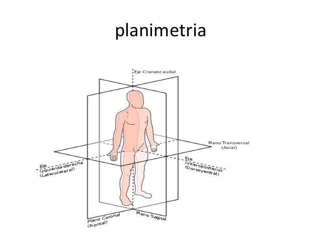 Resultado de imagen para plano parasagital