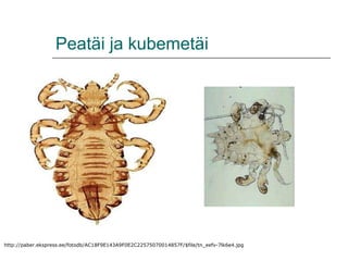 Peatäi ja kubemetäi http://paber.ekspress.ee/fotodb/AC18F9E143A9F0E2C22575070014857F/$file/tn_eefv-7lk6e4.jpg 