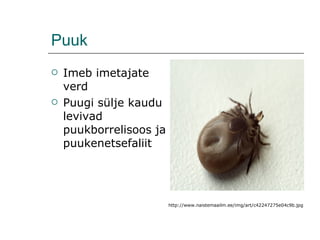 Puuk Imeb imetajate verd Puugi sülje kaudu levivad puukborrelisoos ja puukenetsefaliit http://www.naistemaailm.ee/img/art/c42247275e04c9b.jpg 