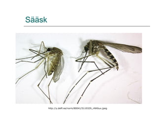 Sääsk http://y.delfi.ee/norm/80041/5110329_nNXbux.jpeg 