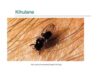 Kihulane http://www.zbi.ee/satikad/images/r/r032.jpg 