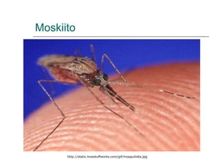 Moskiito http://static.howstuffworks.com/gif/mosquito6a.jpg 