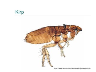 Kirp http://www.lemmikajakiri.ee/upload/pictures/kirp.jpg 