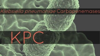 K p C
KPC
Klebsiella pneumoniae Carbapenemases
 