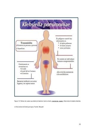 43
Figura 14: Partes de cuerpo que afecta la bacteria: tracto urinario, neumonías, sepsis, infecciones de tejidos blandos,
e infecciones de herida quirúrgica. Fuente: Bioquell.
 