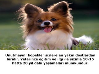 Unutmayın; köpekler sizlere en yakın dostlardan
 biridir. Yeterince eğitim ve ilgi ile sizinle 10-15
    hatta 20 yıl dahi yaşamaları mümkündür.
 