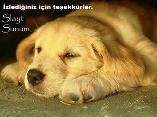 İzlediğiniz için teşekkürler.
Slayt
Sunum
 