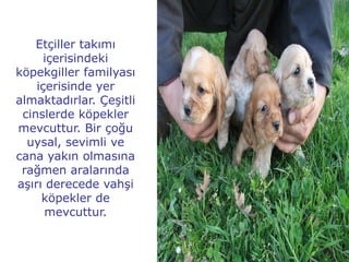 Etçiller takımı
      içerisindeki
köpekgiller familyası
    içerisinde yer
almaktadırlar. Çeşitli
 cinslerde köpekler
mevcuttur. Bir çoğu
  uysal, sevimli ve
cana yakın olmasına
 rağmen aralarında
aşırı derecede vahşi
     köpekler de
      mevcuttur.
 