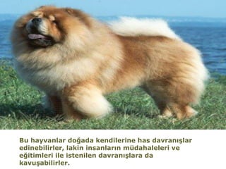 Bu hayvanlar doğada kendilerine has davranışlar
edinebilirler, lakin insanların müdahaleleri ve
eğitimleri ile istenilen davranışlara da
kavuşabilirler.
 