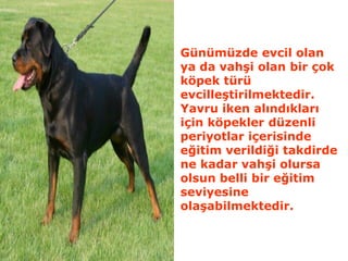 Günümüzde evcil olan
ya da vahşi olan bir çok
köpek türü
evcilleştirilmektedir.
Yavru iken alındıkları
için köpekler düzenli
periyotlar içerisinde
eğitim verildiği takdirde
ne kadar vahşi olursa
olsun belli bir eğitim
seviyesine
olaşabilmektedir.
 