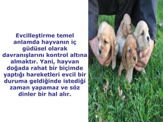 Evcilleştirme temel
   anlamda hayvanın iç
      güdüsel olarak
davranışlarını kontrol altına
  almaktır. Yani, hayvan
 doğada rahat bir biçimde
yaptığı hareketleri evcil bir
duruma geldiğinde istediği
  zaman yapamaz ve söz
     dinler bir hal alır.
 