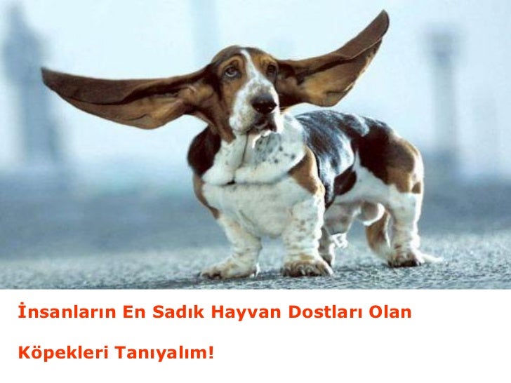 En Sadık Hayvan