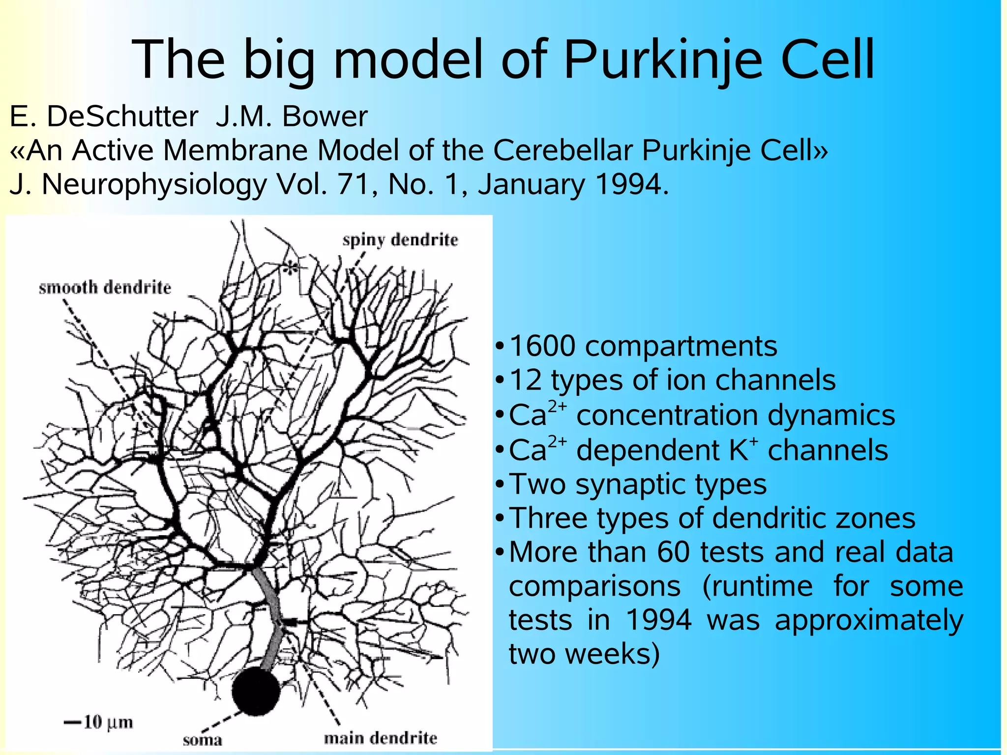 The big model of Purkinje Cell
E. DeSchutter J.M. Bower
«An Active Membrane Model of the Cerebellar Purkinje Cell»
J. Neurophysiology Vol. 71, No. 1, January 1994.




                                  ● 1600 compartments
                                  ● 12 types of ion channels

                                  ●
                                    Ca2+ concentration dynamics
                                  ●
                                    Ca2+ dependent K+ channels
                                  ● Two synaptic types

                                  ● Three types of dendritic zones

                                  ● More than 60 tests and real data

                                    comparisons (runtime for some
                                    tests in 1994 was approximately
                                    two weeks)
 