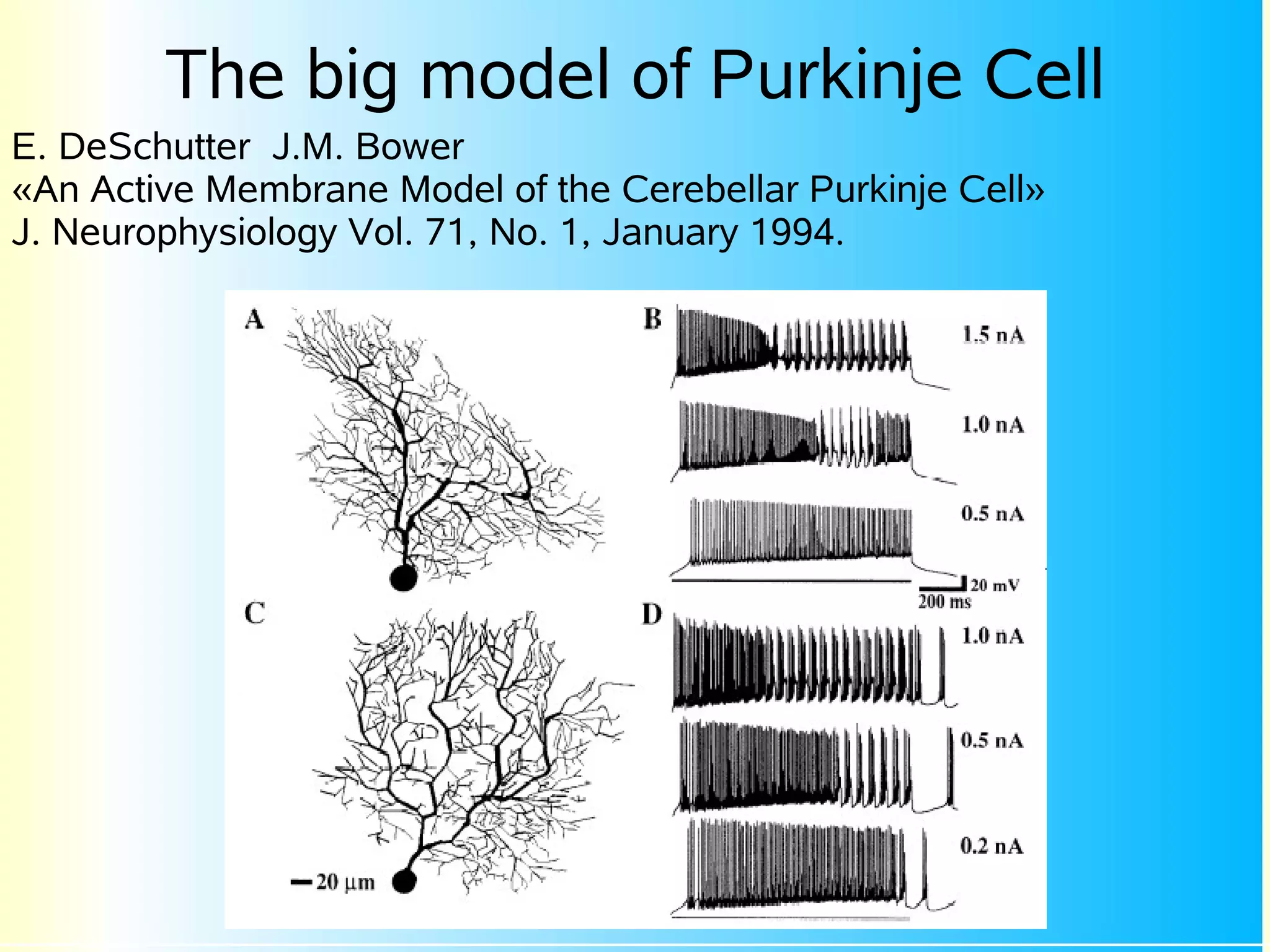 The big model of Purkinje Cell
E. DeSchutter J.M. Bower
«An Active Membrane Model of the Cerebellar Purkinje Cell»
J. Neurophysiology Vol. 71, No. 1, January 1994.
 
