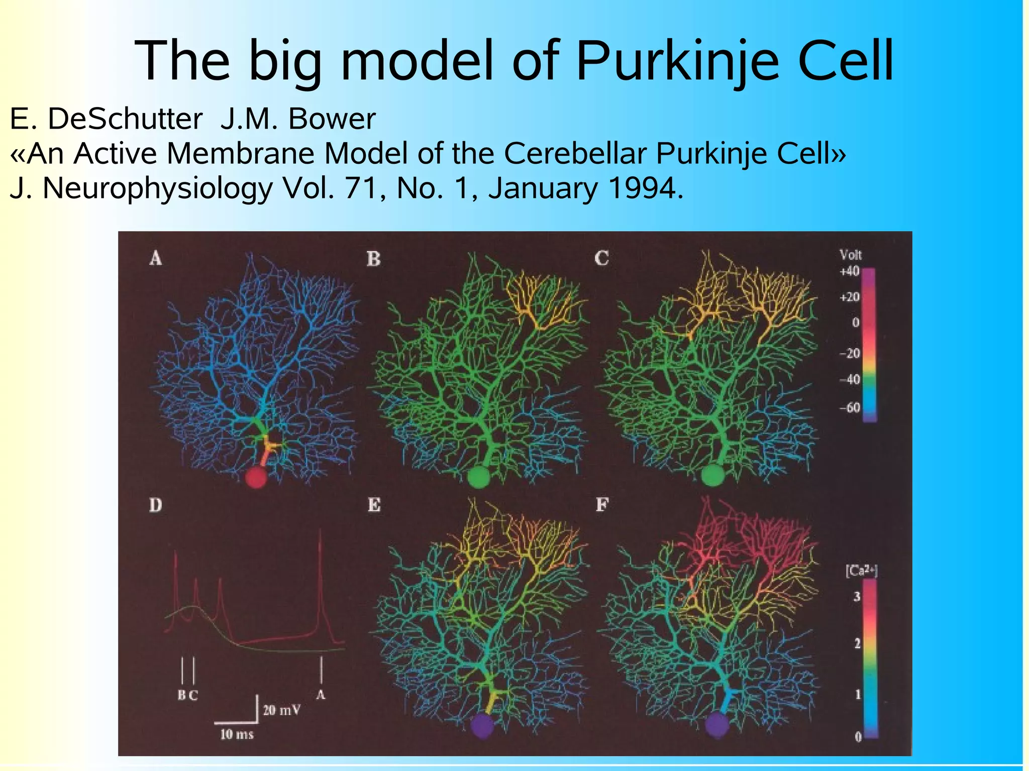 The big model of Purkinje Cell
E. DeSchutter J.M. Bower
«An Active Membrane Model of the Cerebellar Purkinje Cell»
J. Neurophysiology Vol. 71, No. 1, January 1994.
 