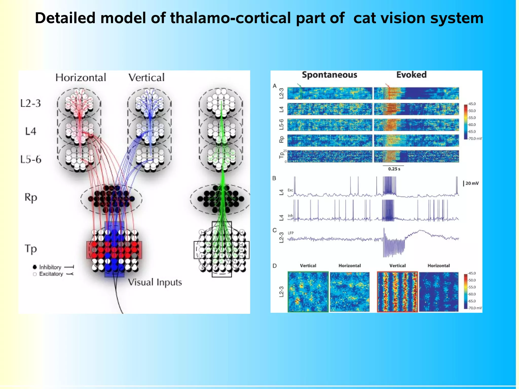 Detailed model of thalamo-cortical part of cat vision system
 