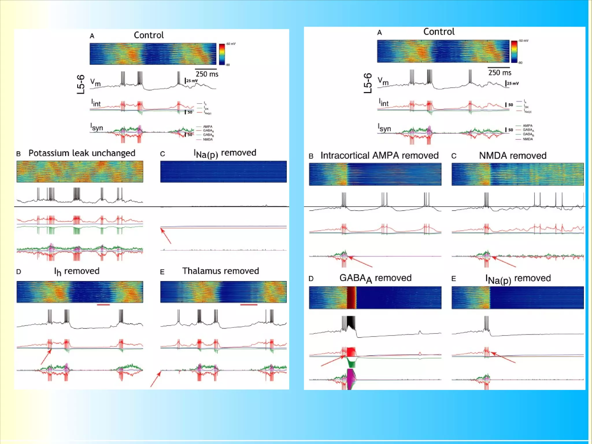 Детальная модель таламо – кортикальной части
                    зрительной системы кошки
S. Hill, G. Tononi
«Modeling Sleep and Wakefulness in the Thalamocortical System»
J. Neurophysiology Vol. 93, 1671-1698, 2005.
                               ● Около 65000 нейронов
                               ● Около 1.5 миллионов синапсов

                               ● Отношение количества клеток в

                                 модели к среднему у реального
                                 животного 1:9
                               ● Трехслойная кора и двухслойный

                                 таламический      уровень    с
                                 моделированием первичных и
                                 вторичных зон восприятия
● Модель нейрона – переходный вариант между Х.-Х. и ИН. Может
  содержать четыре типа ионных каналов.
● 5 разновидностей синапсов. Модели синапса учитывают эффекты

  истощения медиатора.
● Существенно   анизотропная сеть с единичными, локальными,
  сформированными ансамблями.
 
