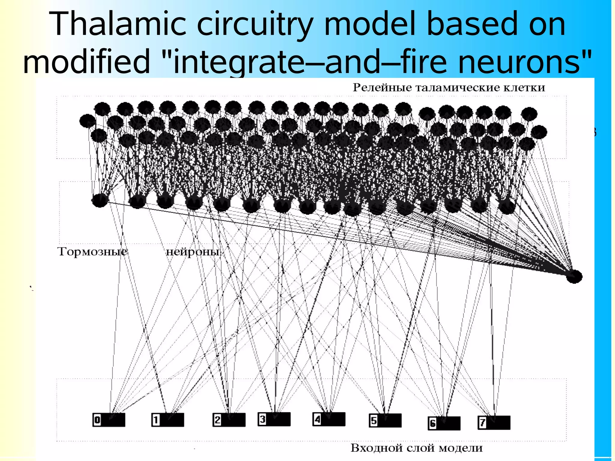 Thalamic circuitry model based on
modified "integrate–and–fire neurons"
 