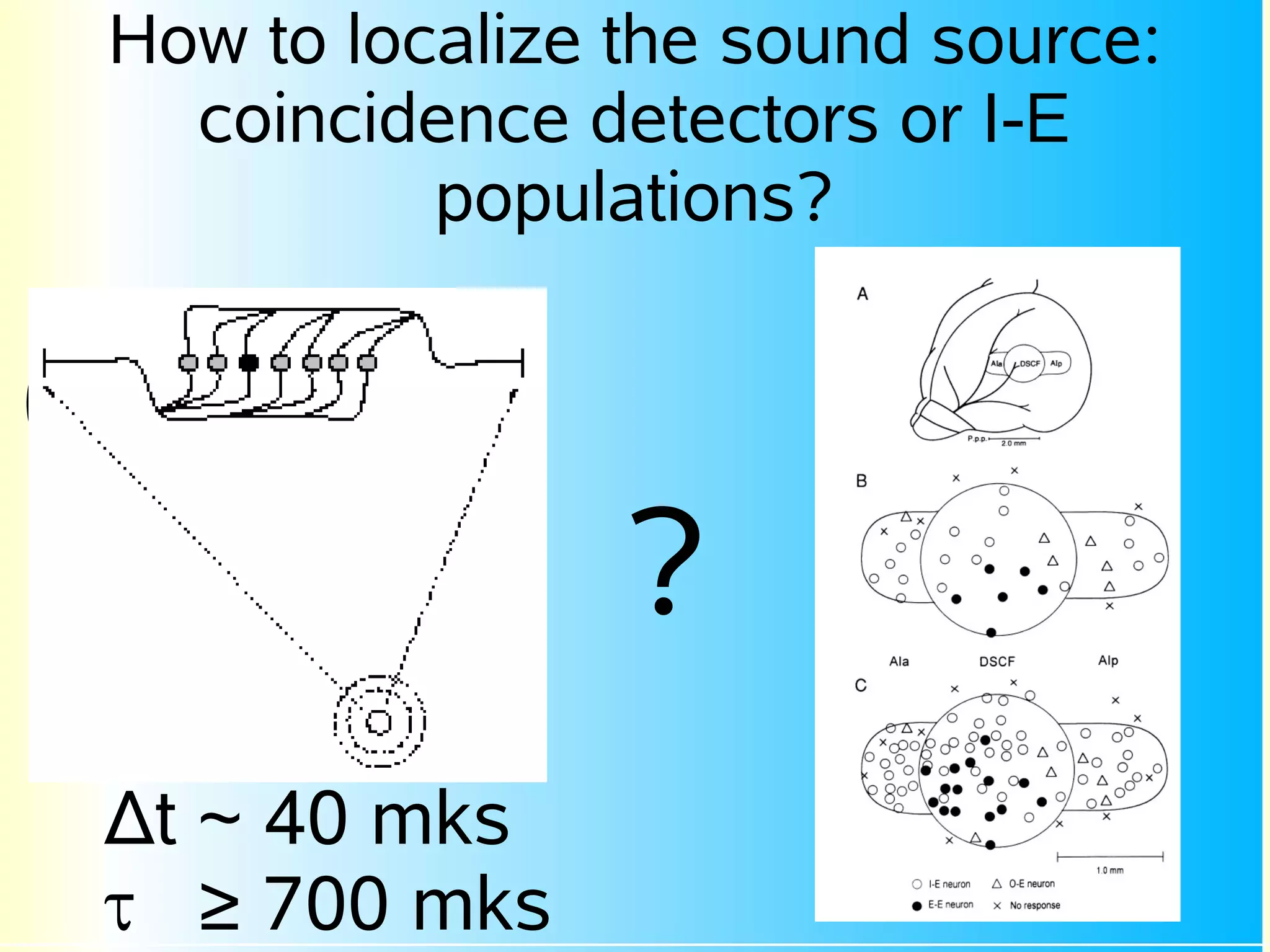 How to localize the sound source:
  coincidence detectors or I-E
          populations?




                ?
Δt ~ 40 mks
τ ≥ 700 mks
 