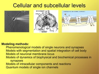 Introduction to modern methods and tools for biologically plausible ...