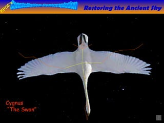 Cygnus “ The Swan” Restoring the Ancient Sky 