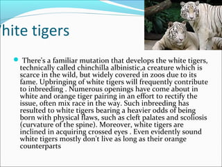 White tigers
 
 There's a familiar mutation that develops the white tigers,
technically called chinchilla albinistic,a creature which is
scarce in the wild, but widely covered in zoos due to its
fame. Upbringing of white tigers will frequently contribute
to inbreeding . Numerous openings have come about in
white and orange tiger pairing in an effort to rectify the
issue, often mix race in the way. Such inbreeding has
resulted to white tigers bearing a heavier odds of being
born with physical flaws, such as cleft palates and scoliosis
(curvature of the spine). Moreover, white tigers are
inclined in acquiring crossed eyes . Even evidently sound
white tigers mostly don't live as long as their orange
counterparts
 