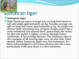 Sumatran tiger
Sumatran tiger 
Male Sumatran tigers average 204 cm long from head to
tail and weigh approximately 136 kg. Females average out
198 cm long and count approximately 91 kg. Its stripes are
thinner than remaining race of tigers' stripes, and it has a
more whiskered and maned show, particularly the males.
Its slim size makes it lighter to move through heavy
rainforests. It has netting between The Sumatran tiger is
the youngest of all existing tiger race. its toes that, when
spread, makes Sumatran tigers very fast swimmers. It's
been acknowledged to drive hooved prey into the water,
particularly if the prey beast is a slow swimmer.
 