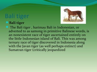 Bali tiger
Bali tiger
 The Bali tiger , harimau Bali in Indonesian, or
adverted to as samong in primitive Balinese words, is
an nonexistent race of tiger ascertained entirely on
the little Indonesian island of Bali. This was among
ternary race of tiger discovered in Indonesia along
with the Javan tiger (as well perhaps extinct) and
Sumatran tiger (critically jeopardized
 