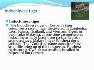 Indochinese tiger
Indochinese tiger
 The Indochinese tiger or Corbett's tiger
comprises a race of tiger discovered in Cambodia,
Laos, Burma, Thailand, and Vietnam. Tigers in
peninsular Malaysia, at one time categorised as
Indochinese, have lately been reclassified as a
separated race, Malayan tiger Panthera tigris
jacksoni. The "Corbett's" name roots from the
scientific bring up of the subspecies, Panthera
tigris corbetti, which successively is called in
respect of Jim Corbett.
 