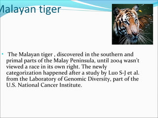 Malayan tiger
• The Malayan tiger , discovered in the southern and
primal parts of the Malay Peninsula, until 2004 wasn't
viewed a race in its own right. The newly
categorization happened after a study by Luo S-J et al.
from the Laboratory of Genomic Diversity, part of the
U.S. National Cancer Institute.
 
