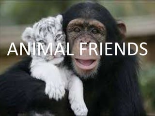 ANIMAL FRIENDS
 