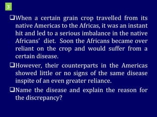 When a certain grain crop travelled from its native Americas to the Africas, it was an instant hit and led to a serious imbalance in the native Africans’  diet.  Soon the Africans became over reliant on the crop and would suffer from a certain disease. However, their counterparts in the Americas showed little or no signs of the same disease inspite of an even greater reliance.  Name the disease and explain the reason for the discrepancy? 3 