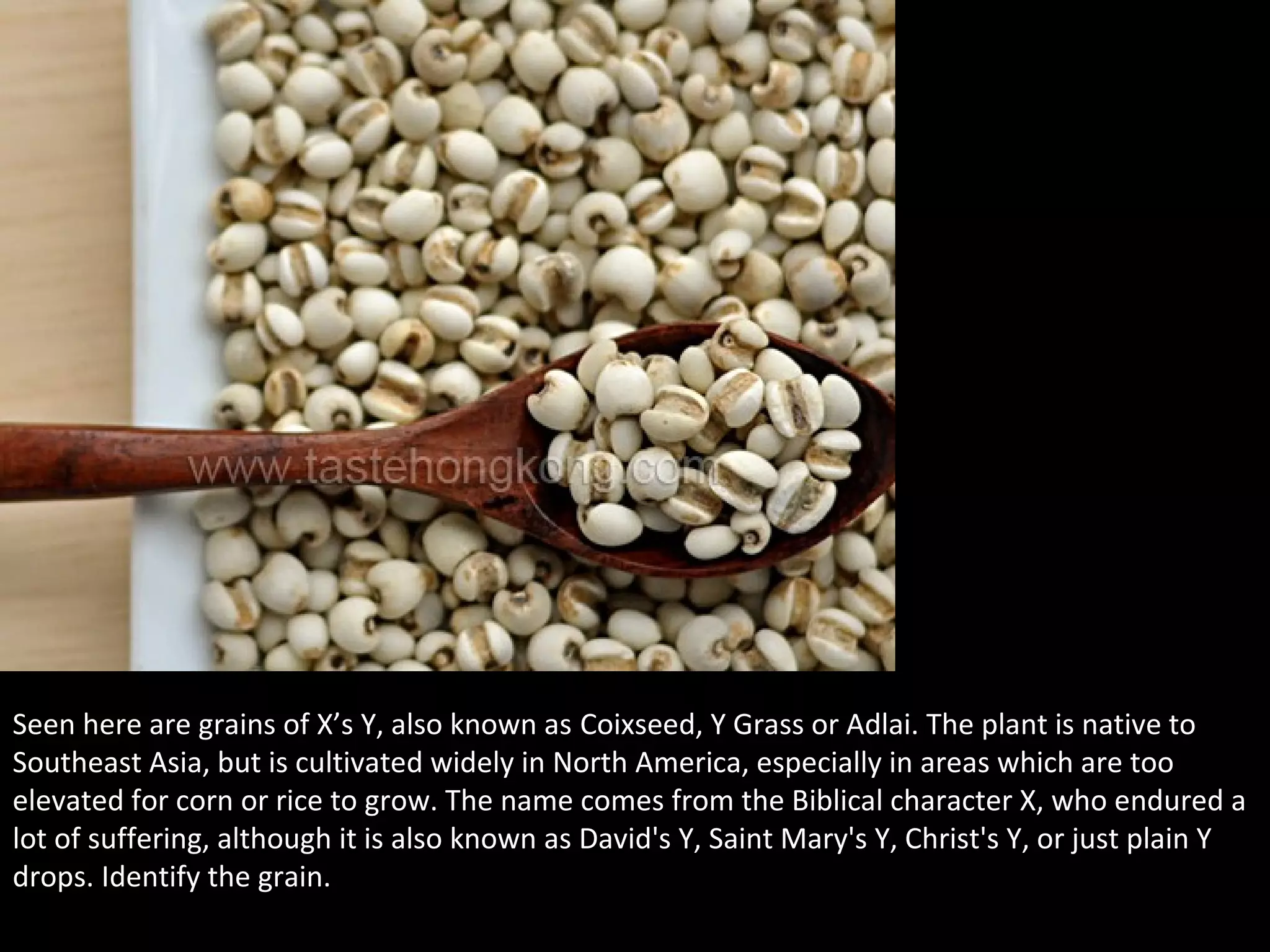 Seen here are grains of X’s Y, also known as Coixseed, Y Grass or Adlai. The plant is native to
Southeast Asia, but is cultivated widely in North America, especially in areas which are too
elevated for corn or rice to grow. The name comes from the Biblical character X, who endured a
lot of suffering, although it is also known as David's Y, Saint Mary's Y, Christ's Y, or just plain Y
drops. Identify the grain.
 