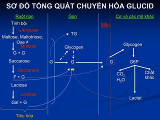 SƠ ĐSƠ ĐỒỒ TTỔỔNG QUNG QUÁÁT CHUYT CHUYỂỂN HN HÓÓA GLUCIDA GLUCID
RuRuộộtt nonnon
TinhTinh bbộộtt
ααAmylaseAmylase
Maltose,Maltose, MaltotrioseMaltotriose,,
OseOse ≠≠
MaltaseMaltase
G + GG + G
SaccaroseSaccarose
SaccaraseSaccarase
F + GF + G
LactoseLactose
LactaseLactase
Gal + GGal + G
TiêuTiêu hhóóaa
GlycogenGlycogen
TGTG
GanGan
LactatLactat
ChChấấtt
khkháácc
COCO22
HH22OO
G6PG6P
GlycogenGlycogen
MMááuu
CơCơ vvàà ccáácc mômô khkháácc
GG GGGG
 