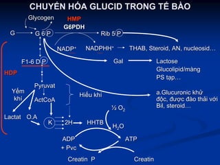 CHUYCHUYỂỂN HN HÓÓA GLUCID TRONG TA GLUCID TRONG TẾẾ BBÀÀOO
GG
NADPNADP++
PyruvatPyruvat
HiHiếếuu khkhíí
NADPHHNADPHH++
Rib 5 PRib 5 P
HMPHMP
G6PDHG6PDH
F1F1--6 D P6 D P
G 6 PG 6 P
LactoseLactose
Glucolipid/mGlucolipid/mààngng
PSPS ttạạpp……
a.Glucuronica.Glucuronic khkhửử
đđộộcc,, đưđượợcc đđààoo ththảảii vvớớii
BilBil, steroid, steroid……
ActCoAActCoA
LactatLactat
GalGal
THAB, Steroid, AN,THAB, Steroid, AN, nucleosidnucleosid……
YYếếmm
khkhíí
2H2H
HH22OO
½½ OO22
HHTBHHTB
ATPATPADPADP
++ PvcPvc
CreatinCreatin PP CreatinCreatin
KK
O.AO.A
HDPHDP
GlycogenGlycogen
 
