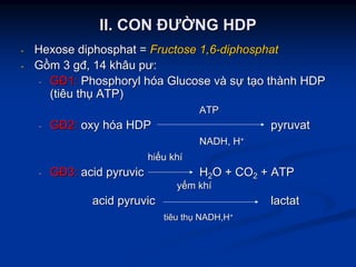 II. CII. CON ĐƯON ĐƯỜỜNG HDPNG HDP
-- HexoseHexose diphosphatdiphosphat == Fructose 1,6Fructose 1,6--diphosphatdiphosphat
-- GGồồmm 33 gđgđ, 14, 14 khâukhâu pưpư::
-- GĐGĐ1:1: PhosphorylPhosphoryl hhóóaa GlucoseGlucose vvàà ssựự ttạạoo ththàànhnh HDPHDP
((tiêutiêu ththụụ ATP)ATP)
ATPATP
-- GĐGĐ2:2: oxyoxy hhóóaa HDPHDP pyruvatpyruvat
NADH, HNADH, H++
hihiếếuu khkhíí
-- GĐGĐ3:3: acidacid pyruvicpyruvic HH22O + COO + CO22 + ATP+ ATP
yyếếmm khkhíí
acidacid pyruvicpyruvic lactatlactat
tiêutiêu ththụụ NADH,HNADH,H++
 